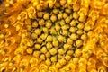 Blossoming sunflower macro Ã¢â¬â background